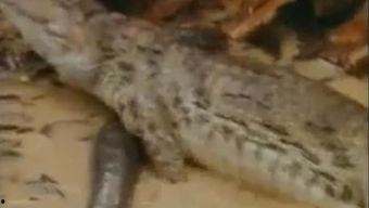 鳄鱼吃瓜gif,瓜果成盘中餐