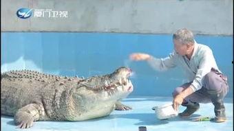 鳄鱼吃瓜gif,瓜果成盘中餐