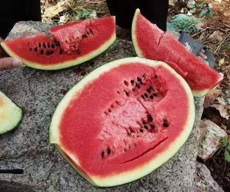 吃瓜请吃完,一瓜不剩，尽享美味