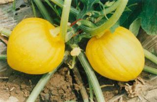 金丝凤吃瓜,一场甜蜜的夏日盛宴