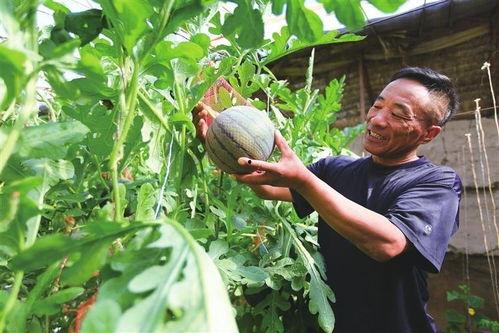 金丝凤吃瓜,一场甜蜜的夏日盛宴