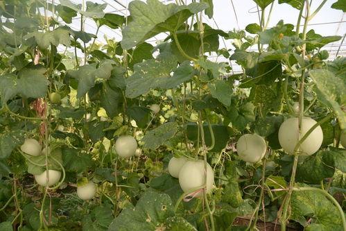 金丝凤吃瓜,一场甜蜜的夏日盛宴