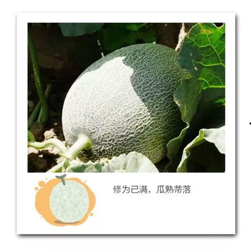 18线吃瓜,吃瓜群众的日常