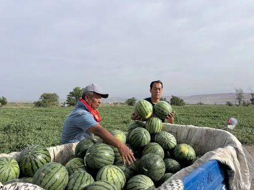 吃瓜微区,网络热议背后的真相与趣味
