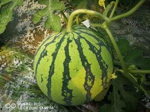 吃瓜技术好,吃瓜技术哪家强？