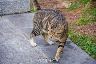 肥猫猫吃瓜,肥猫猫的瓜田奇遇记