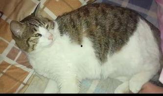 肥猫猫吃瓜,肥猫猫的瓜田奇遇记