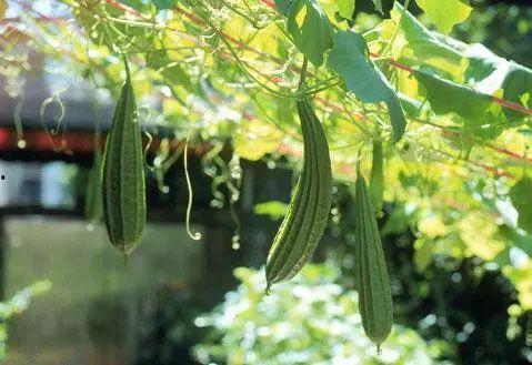 白月吃瓜,揭秘娱乐圈背后的秘密与真相