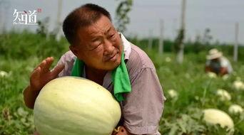 白月吃瓜,揭秘娱乐圈背后的秘密与真相