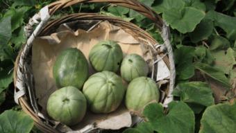 吃瓜童年,回味那些年我们一起“吃瓜”的日子