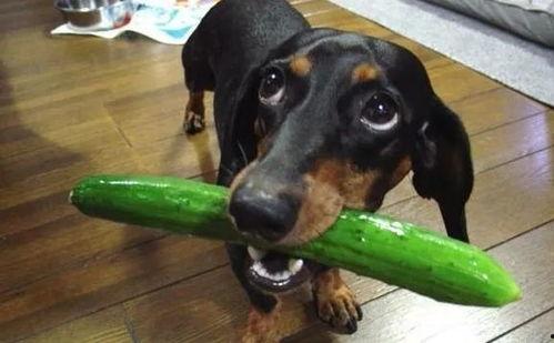狗狗可以吃葫芦瓜么,营养与安全的探讨