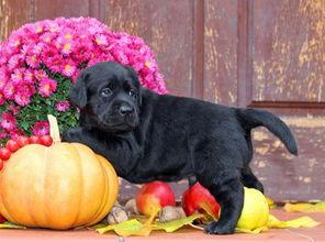 狗狗可以吃葫芦瓜么,营养与安全的探讨