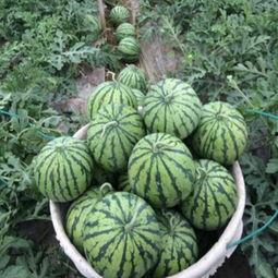 吃冰糖麒麟瓜图片