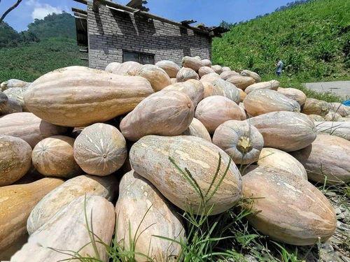 靠吃瓜卖钱,揭秘靠吃瓜卖钱的独特商机