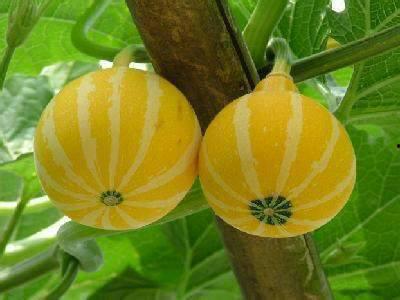 摘瓜吃瓜配乐叫什么来着,探寻经典配乐背后的故事