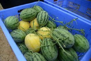 吃瓜专群,网络社交新趋势下的娱乐风向标