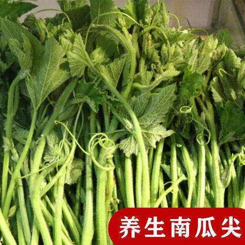 专吃瓜尖瓜花种子,揭秘瓜类植物的繁殖奥秘