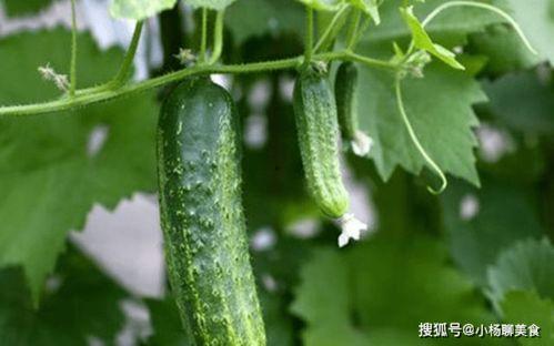 大家都有瓜吃,全民共享的幸福生活画卷