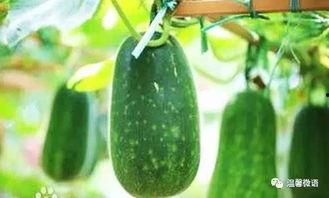 大家都有瓜吃,全民共享的幸福生活画卷