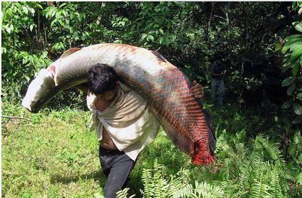 巨骨舌鱼吃瓜,瓜果盛宴背后的生态奇观