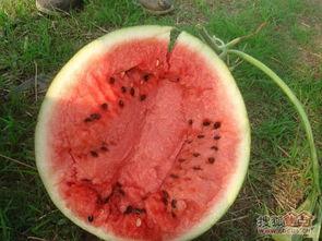 云南吃瓜的视频,解锁夏日消暑新姿势