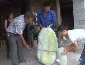丽水吃瓜王,揭秘瓜界传奇人物