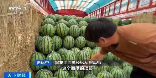 吃瓜部队全文,揭秘娱乐圈幕后风云