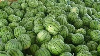 去瓜地里吃西瓜,探寻乡村美味西瓜之旅