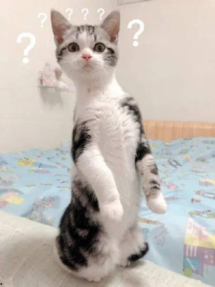 吃瓜的猫咪老师,揭秘娱乐圈那些事儿